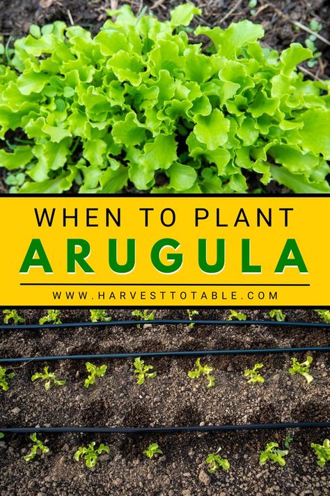 How To Grow Arugula In A Pot, How To Grow Arugula, Arugula Plant, Arugula Growing, Growing Arugula, Grow Arugula, Boy Choy, Year Round Gardening, Planting Dates