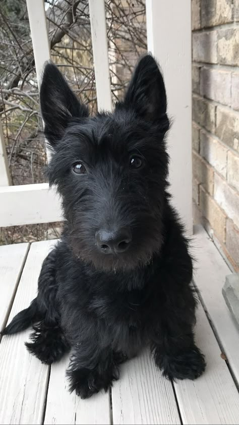 Scottish Terrier Haircut, Black Scottish Terrier, Scottish Dog, Scotties Dog, Black Terrier, Scottie Puppies, Scottish Terrier Puppy, Big Dogs Breeds, Biggest Dog In The World