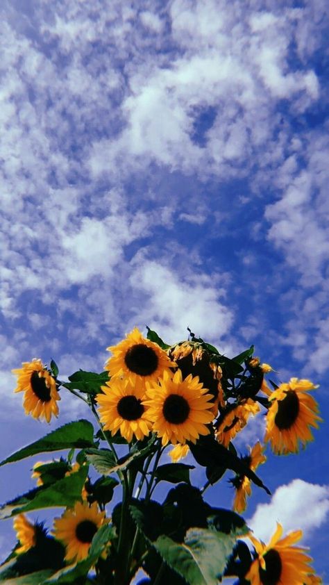 Sunflower Field Pictures, Wallpapers Ideas, Sunflower Fields, Free Food, Aesthetic Wallpapers, Sunflower, Wallpapers, Plants, Anime