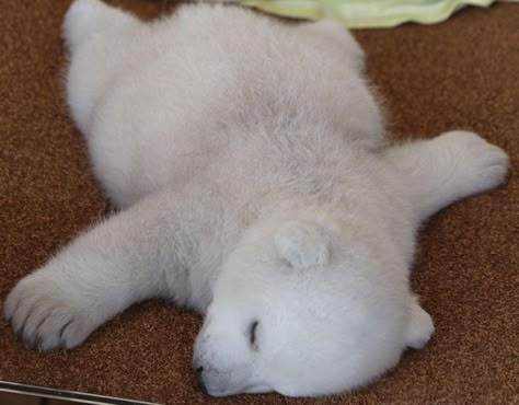 Polar Bear Images, Baby Polar Bear, Baby Polar Bears, Bear Cub, Pretty Animals, Silly Animals, Bear Cubs, Polar Bears, Long Day