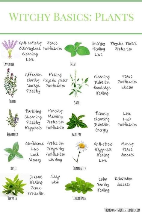 Witchy Basics, Witch's Garden, Magickal Herbs, Witch Herbs, Green Witchcraft, Magia Das Ervas, Witch Garden, Magic Herbs, Magical Herbs