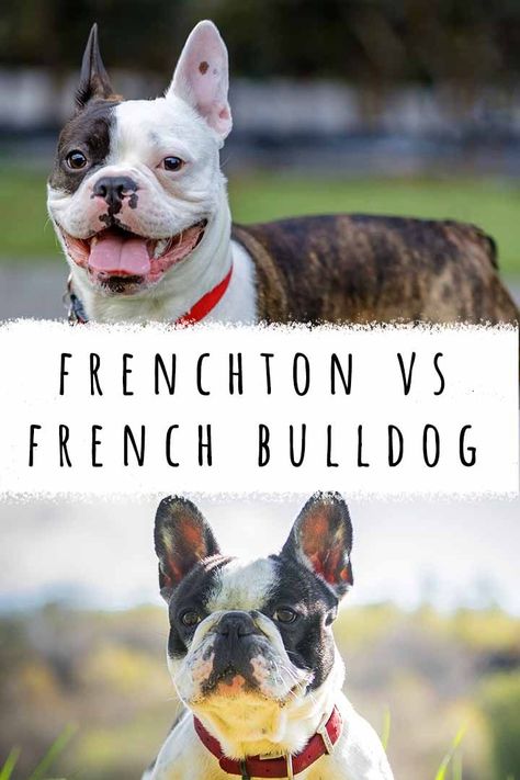 Frenchton vs French Bulldog – which dog is a better pet? The Frenchton is a Frenchie Boston Terrier cross, often sold as a healthier version of the French Bulldog. But is there any truth to this? Frenchton Full Grown, Frenchton Dogs, Frenchton Puppies, Frenchton Dog, Mix Breed Dogs, Flat Faced Dogs, Quotes About Dogs, French Bulldog Mix, French Bulldog Breed