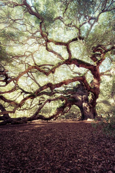 Oak Tree Wallpaper, Tree Design On Wall, Oak Tree Drawings, Angel Oak Tree, Outdoor Tree Decorations, Charleston Green, Bonsai Tree Tattoos, Tree Wall Mural, Angel Oak Trees