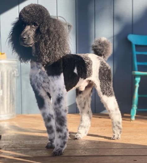 Giant Poodle, Phantom Poodle, Allergic To Dogs, Parti Poodle, Pretty Poodles, Poodle Cuts, Nanny Dog, French Poodles, Most Popular Dog Breeds