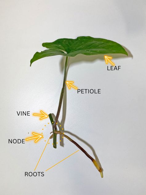 How to Propagate Syngonium Albo: 3 Steps For Success Node Propagation, Syngonium Albo, Plant Propagation, Propagating Plants, All About Plants, Step By Step Instructions, Vines, Step By Step, Plants