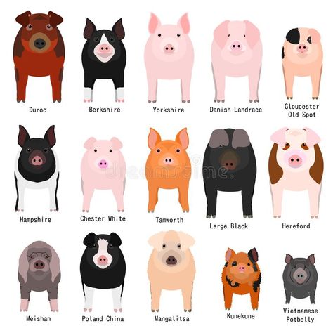 Show Pigs Tips, Types Of Pigs, Show Pigs, Illustration Of Animals, Name Illustration, Livestock Judging, Pig Showing, Pig Breeds