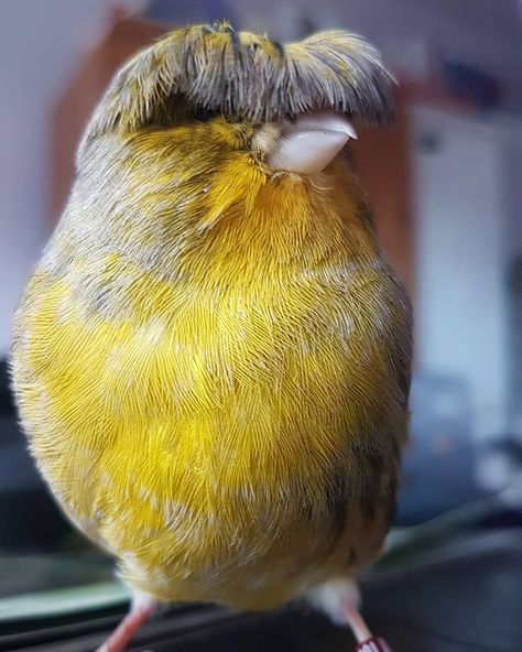 bird Birds To Draw, Same Same But Different, Wonder Pets, Canary Birds, Bowl Cut, Bird Seed, Cute Critters, The Fringe, Beautiful Birds