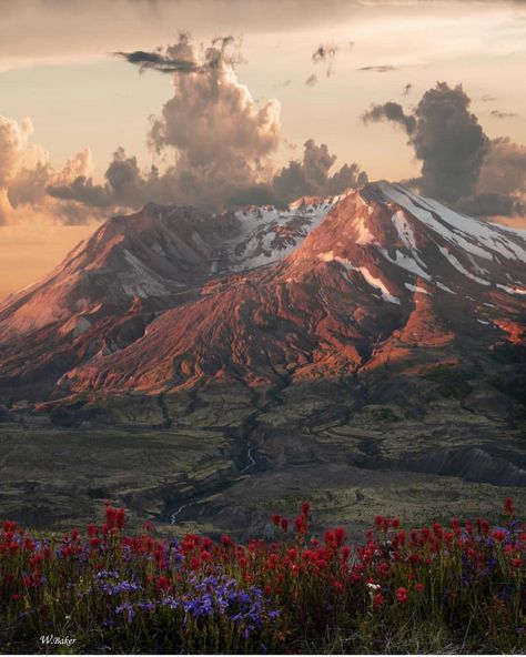 Epic views of Mt St Helens 🌋 ~ Photo b Mt St Helens, St Helens, Mountain Life, Sleeve Ideas, Tattoo Sleeve, Outdoor Photography, Mount Rainier, Volcano, Pacific Northwest