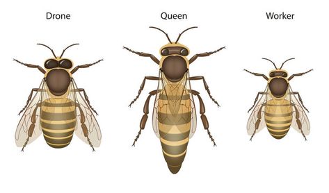 ROYAL JELLY It is the primary food source for the queen bee throughout her entire lifespan. The queen consumes it exclusively, which enables her to grow larger and live longer than the worker bees. This  diet  contributes to the queen's enhanced reproductive capacity. #bees Honey Bee Facts, Drone Bee, Bee Food, Bee Images, Bee Drawing, Worker Bee, Royal Jelly, 7 Deadly Sins, Anatomy Reference