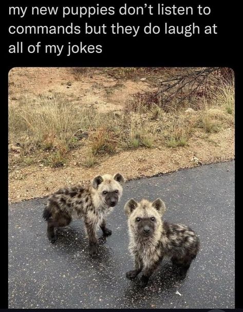 Baby German Shepherds, Spotted Hyena, Cute Goats, Cool Animals, Animal Reference, Pretty Animals, Animal References, Wild Dogs, Favorite Animals