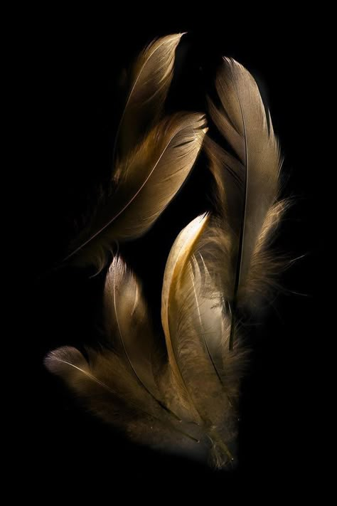 Gold Wallpaper Phone, Black And Gold Aesthetic, Gold Art Painting, Whatsapp Wallpaper, Gold Aesthetic, Gold Feathers, Feather Art, Vampire Knight, Gold Wallpaper