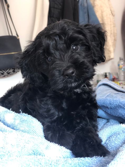 Black Cockapoo Puppy, Cavapoo Black, Cockapoo Black, Cockapoo Chocolate, Dark Brown Cockapoo, Black Cockapoo, Fur Babies, Vision Board, Puppies