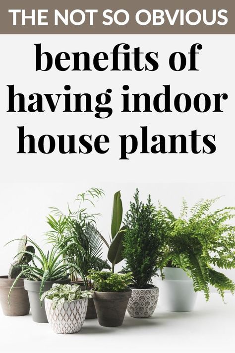 THE NOT SO OBVIOUS BENEFITS OF HAVING INDOOR HOUSE PLANTS When you add indoor house plants to your home, you aren’t just bringing in some greenery. These living things can have a huge impact on your home, body, and mind in many fantastic ways that can enhance your quality of life. Plants Benefits, Frugal Gardening, Indoor House Plants, Vintage Bedroom Decor, Lucky Plant, Plant Benefits, Indoor Plant Care, Family Ideas, Plant Therapy