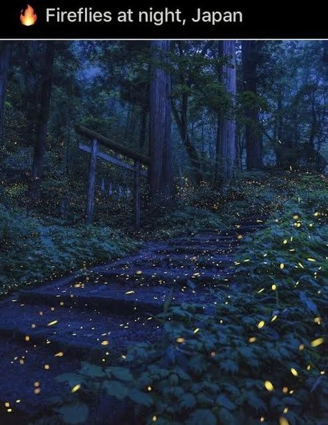 Wholesome Animal Stories And Incredible Pictures Fireflies At Night, Forest At Night, Moon Kingdom, Nagano Japan, Night Forest, Night Scenery, Animal Stories, Nagano, Night Aesthetic