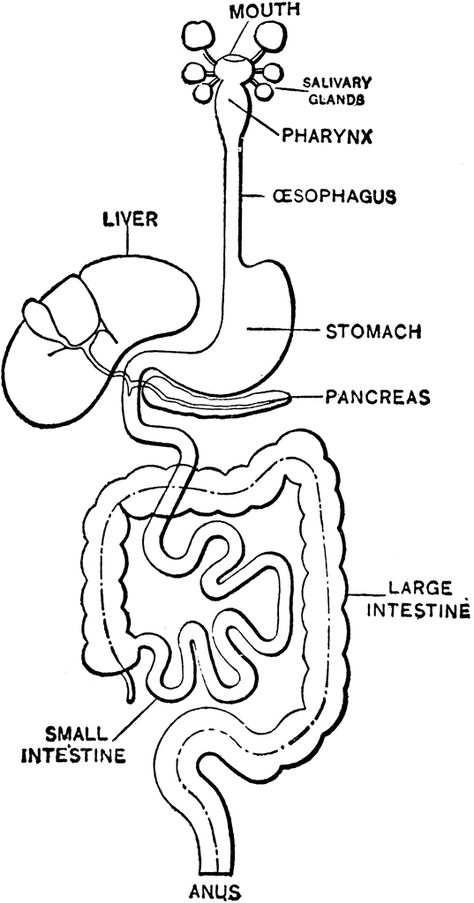 Digestive System Body Coloring, Digestive System Worksheet, Human Body Activities, Human Digestive System, Sistem Pencernaan, Kedokteran Gigi, Human Body Unit, Biology Facts, Medical Student Study