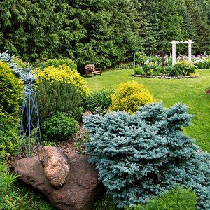 10 Outstanding Evergreen Trees for Privacy Zone 6 Privacy Plants, Tall Evergreen Trees For Privacy, Leland Cypress Privacy, Simon Pearce Evergreen Trees, Japanese Maple Tree Varieties, Evergreen Trees For Privacy, Best Shade Trees, Maple Tree Varieties, Trees For Privacy