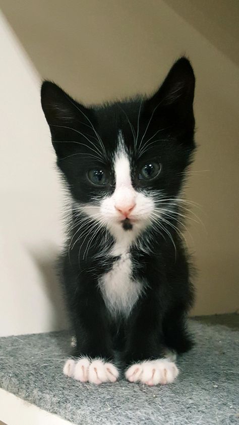 Cute Tuxedo Cats, Baby Tuxedo, Tuxedo Kitten, Tuxedo Cats, Cat Ideas, Cat Themed Gifts, Most Beautiful Cat Breeds, Tuxedo Cat, Cat Funny