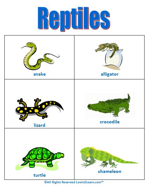 Reptiles Chart  www.loving2learn.com Reptiles For Kindergarten, Preschool Reptile Theme, Reptiles For Preschoolers, Reptiles Activities For Preschool, Reptiles Kindergarten, Reptiles Preschool, Amphibians Animals, Reptiles Activities, Animal Classification