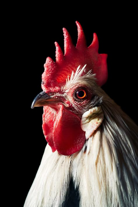 Chicken Portrait Photography, Chicken Reference Photo, Chickens Reference, Drawing References Animals, Chicken Animal Photography, Farm Animal Photography, Rooster Reference, Chicken Reference, Hen Photography