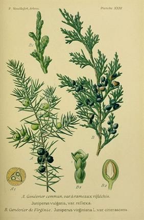 Juniper Tree Drawing, Shrubs Drawing, Juniper Drawing, Juniper Tattoo, Juniper Branch, Juniperus Virginiana, Shrubs For Borders, Shrubs For Landscaping, Shrubs For Privacy