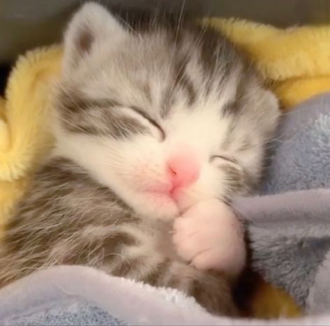 Sleepy Kitten, Silly Cats Pictures, Cute Cats Photos, Kittens And Puppies, Baby Kittens, Sleepy Cat, Silly Animals, Cat Sleeping