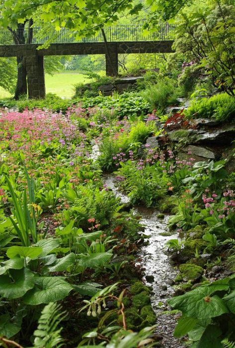 Backyard Streams, Backyard Stream, Garden Stream, Bog Plants, Bog Garden, Forest Garden, Have Inspiration, Water Features In The Garden, Winterthur