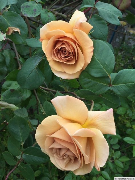 'Butterscotch (Large Flowered Climber, Warriner 1986)' rose, click to enlarge Butterscotch Rose, Dark Foliage, Tan Flowers, Hillside Garden, Alpine Plants, Coming Up Roses, Rose Photo, New Flowers, Wedding Girl