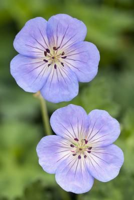 Geranium 'Azure Rush' Rozanne Geranium, Geranium Rozanne, Cranesbill Geranium, Flower Garden Plans, Geranium Plant, Making Plant Pots, Geranium Flower, Light Blue Flowers, Blue Garden