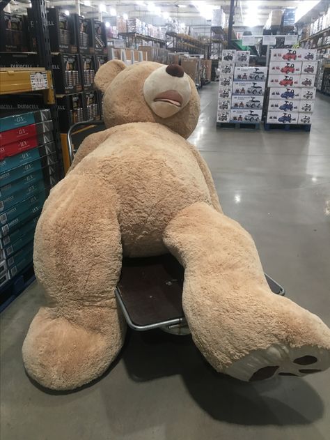 Life Size Teddy Bear, Costco Bear, Huge Teddy Bear, Light Brown Teddy Bear, Huge Teddy Bears, Oversized Teddy Bear, Large Teddy Bear, Big Teddy Bear, Teddy Bear Images