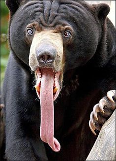 🍋's 🔞 (@itakeyourlemons) / Твиттер Malayan Sun Bear, Sun Bear, Unusual Animals, Anime Animals, Cute Wild Animals, Wildlife Animals, Weird Animals, Animal Wallpaper, Animal Tattoos