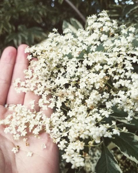 Elderflower Aesthetic, Elder Berry, Iced Lemonade, Elder Tree, Elderberry Flower, Elder Flower, Memory Garden, Agenda Cover, Chill Time