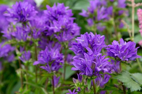 Some of the best plants for a west-facing border, including plants for scent, wildlife and structure. Campanula Glomerata, Fence Border, Shade Tolerant Plants, Spring Hill Nursery, Landscape Borders, West Facing Garden, Herbaceous Border, Best Plants, Border Plants