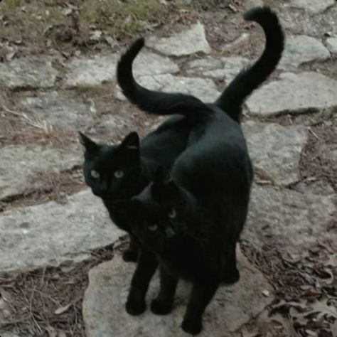 A Black Cat, Black Cats, In The Woods, A Black, Black Cat, Walking, Tumblr, Black