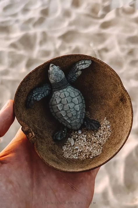 Turtle Release Puerto Escondido, Playa Bacocho (2023) Turtle Aesthetic, Manifest 2023, Beach Turtle, Mexico Photos, 2024 Manifestation, Dream Beach, Bad Idea, Marine Biology, Marine Animals