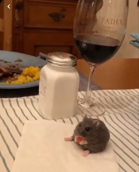 Fat Rat, Relatable Images, Eat Me, Rats, You Must, Cheese, Animals, Art