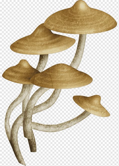 Fungi Recipe, Mushroom Cartoon, Mushroom Png, Fungi Illustration, Cooking Png, Mushroom Cloud, Cartoon Mushroom, Mushroom Drawing, Brown Mushroom