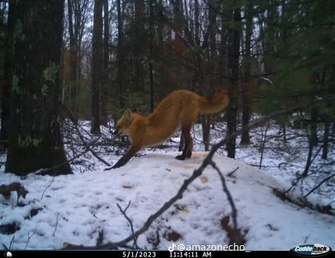 Trail Cam, Trail Cameras, Red Scare, Trail Camera, Camera Photos, Pretty Animals, Silly Animals, Red Fox, Sweet Animals