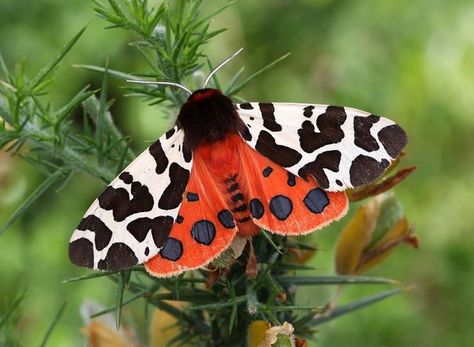 Tiger moth Tattooed Celebrities, Garden Tiger Moth, Tattoo Jewelry, Tiger Moth, Australia Animals, Moth Art, Moth Tattoo, Tattoo Care, Gothic Tattoo