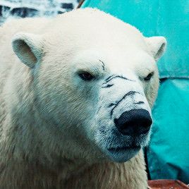 Polar Bear Fursona, Bear Oc, Iorek Byrnison, Polar Bear Tattoo, Polar Bear Drawing, Golden Compass, Arctic Tundra, Baby Polar Bears, Dungeon Master's Guide