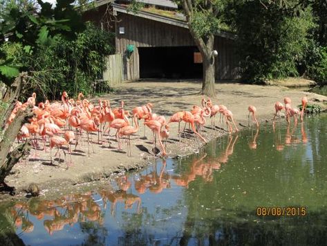 A flamingo enclosure Flamingo Habitat, Greater Flamingo, Zoo Architecture, Chester Zoo, Chester, Habitat, Trip Advisor, Flamingo, Latest News