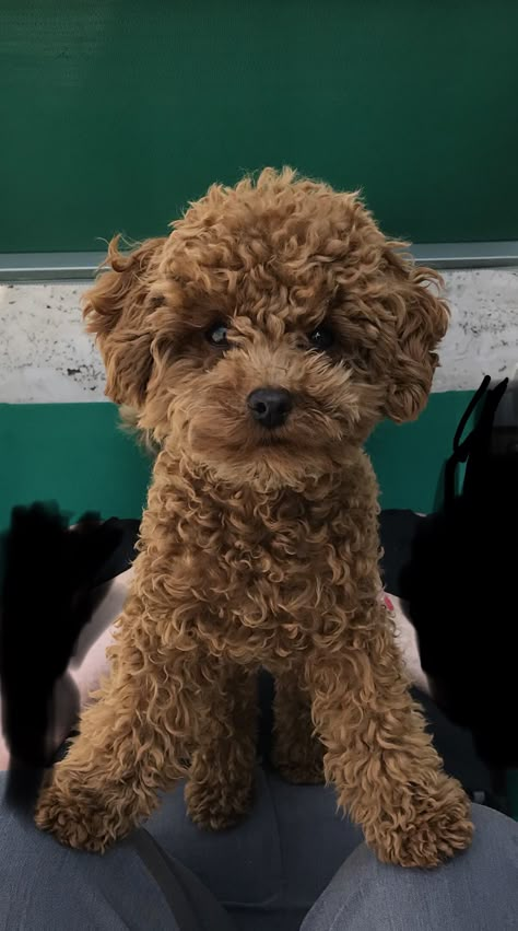 Grown Cavapoo, Toy Poodle Full Grown, Dog Pics Funny, Maltipoo Adult, Poodle Full Grown, Cavapoo Full Grown, Mini Cavapoo, Cavapoo For Sale, Cavapoo Breeders