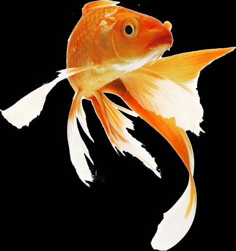 Image uploaded by @_seulgi. Find images and videos about cute, kawaii and edit on We Heart It - the app to get lost in what you love. Png Pic, Comet Goldfish, Karp Koi, Fish Png, Goldfish Art, Koi Fish Pond, Koi Carp, Soyut Sanat Tabloları, Exotic Fish