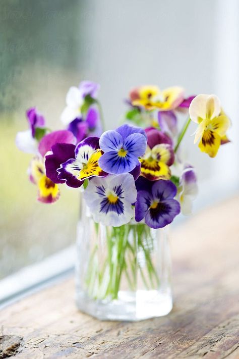 Vase of pansies on a window sill by Ruth Black for Stocksy United Yellow Pansies, Pansies Flowers, Beautiful Flower Arrangements, Deco Floral, Arte Floral, Beautiful Blooms, Flower Photos, Ikebana, Love Flowers