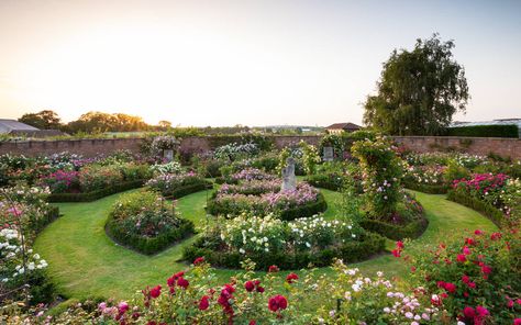 Ecological Garden, The English Roses, Queen Elizabeth Rose, Shropshire England, David Austin Rose, Victorian Gardens, Rose Gardens, Austin Rose, Gardening Inspiration