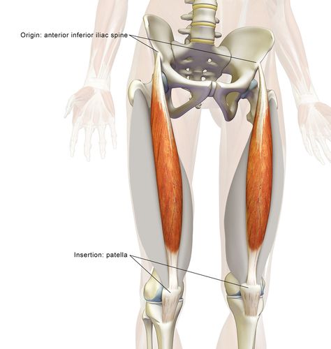 Rectus Femoris, Leg Anatomy, Quad Muscles, Anatomy Images, Yoga Anatomy, Muscle Anatomy, Anatomy For Artists, Hip Openers, Yoga Health