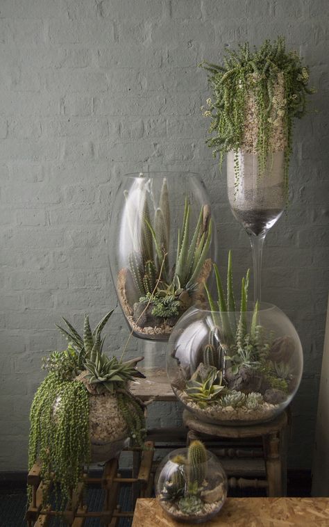 Kaktus Dan Sukulen, نباتات منزلية, House Vibes, Indoor Gardens, Plant Ideas, Terrarium Diy, Garden Terrarium, Terraria, Terrarium Plants