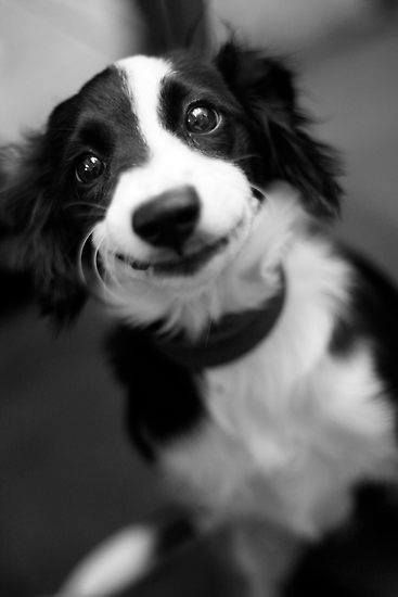 That Friday smile:) Smiling Dogs, White Dog, Blue Heeler, Sweet Animals, Baby Dogs, Rottweiler, Border Collie, Animals Friends, I Love Dogs