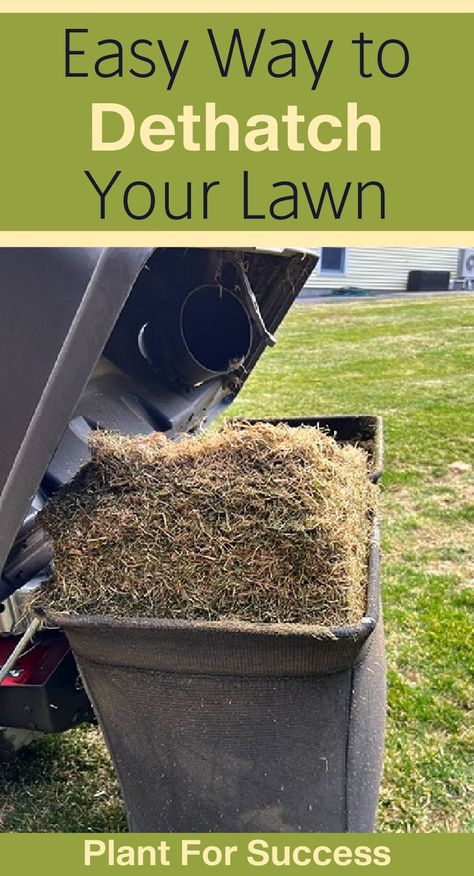 lawn mower bag filled with lawn thatch. Leveling Lawn, How To Dethatch Your Lawn, Aerate Lawn Diy, How To Remove Grass For Landscaping, Thatching Lawn, Green Lawn Tips Yards, Best Lawn Edger, Dethatching Lawn Before And After, How To Aerate Your Lawn Diy