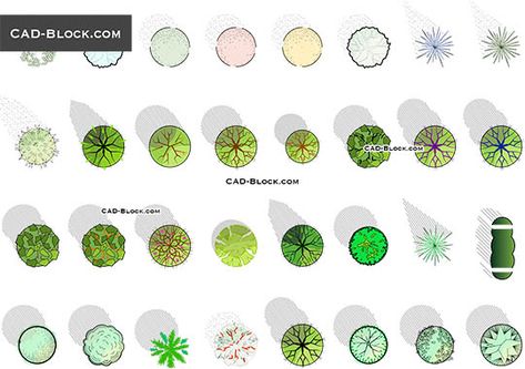 Trees Top With Shadows - free AutoCAD Blocks Tree Top View, Architectural Trees, Shadow Architecture, Shadow Tree, Trees Top View, Biodata Format, Drawing Details, Landscape Design Drawings, Tree Watercolor Painting