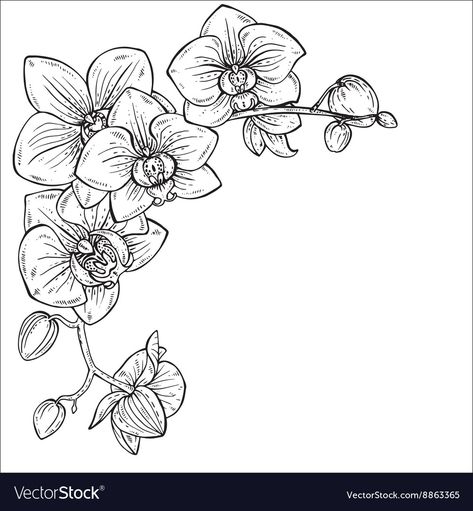 Beautiful monochrome with Royalty Free Vector Image Orchid Flower Tattoos, Tattoo Line Art, Orchid Drawing, Tattoo Line, Orchid Tattoo, Flower Line Drawings, Flower Sketches, Orchid Flower, Floral Background